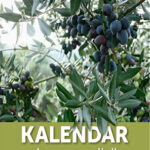 Kalendar radova u masliniku